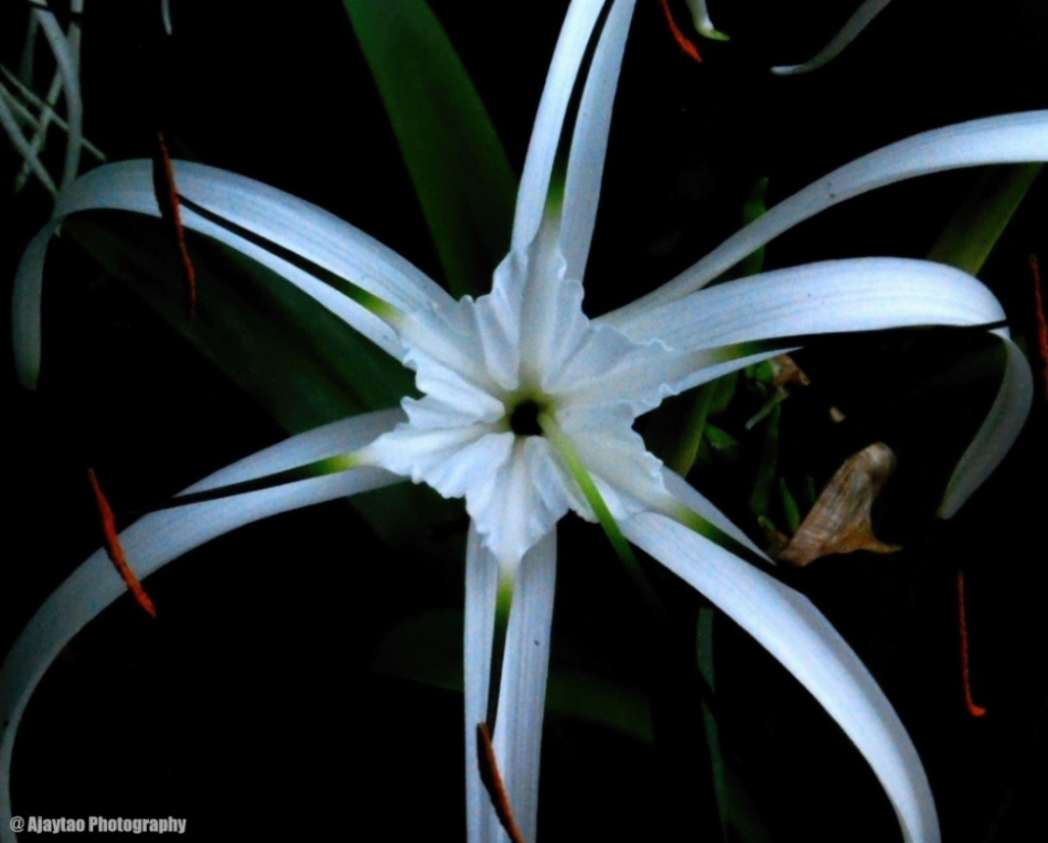 Hymenocallis littoralis - Beach Spider Lily - Ajaytao