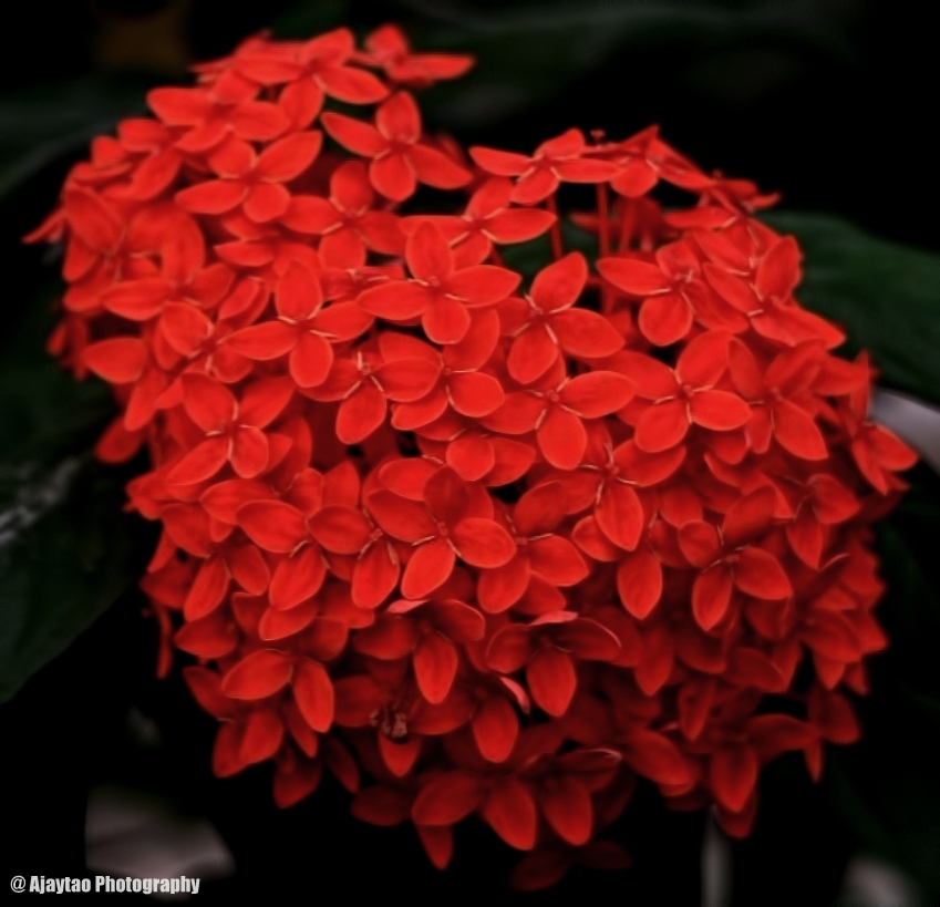 Ixora coccinea - Jungle geranium - Ajaytao
