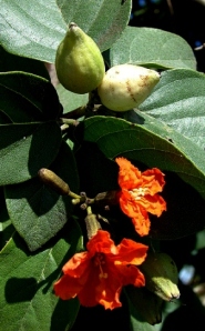 Kou haole, Geiger tree - with Fruit - Ajaytao