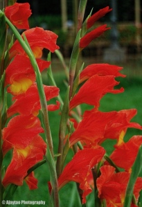 Gladiolus dalenii - Sword Lily - Ajaytao