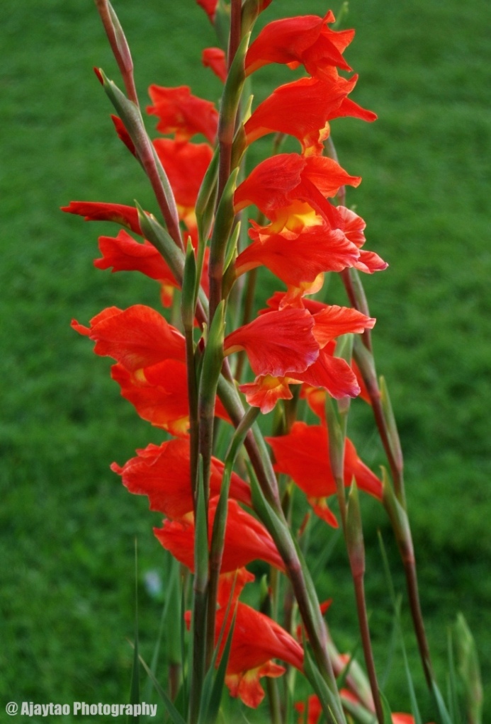 Gladiolus dalenii - Sword Lily - Ajaytao