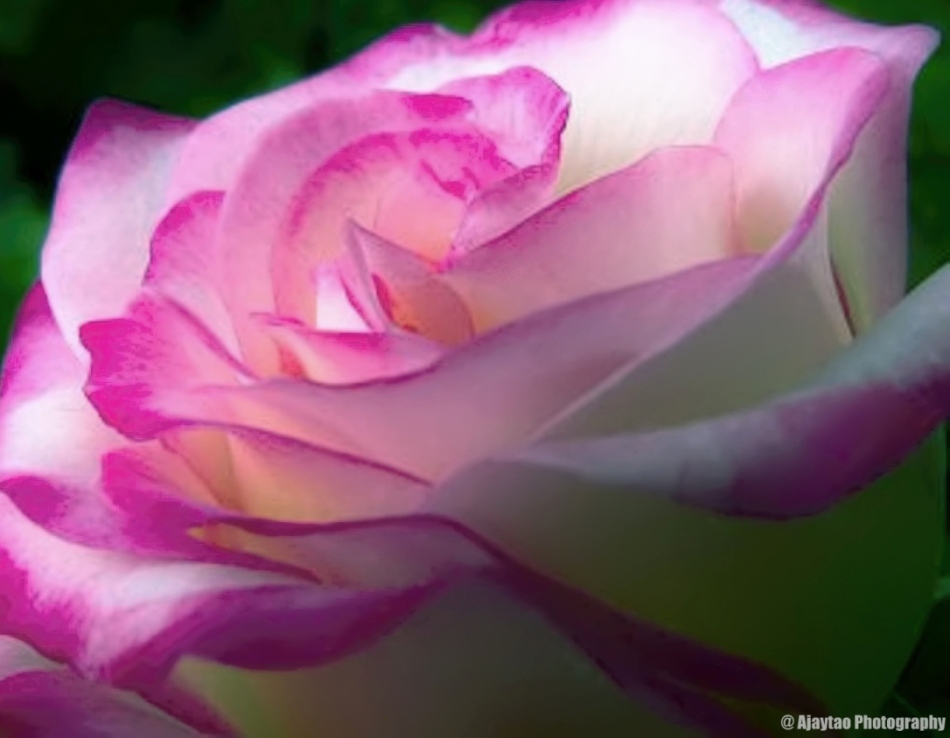 White & Pink Rose - Ajaytao