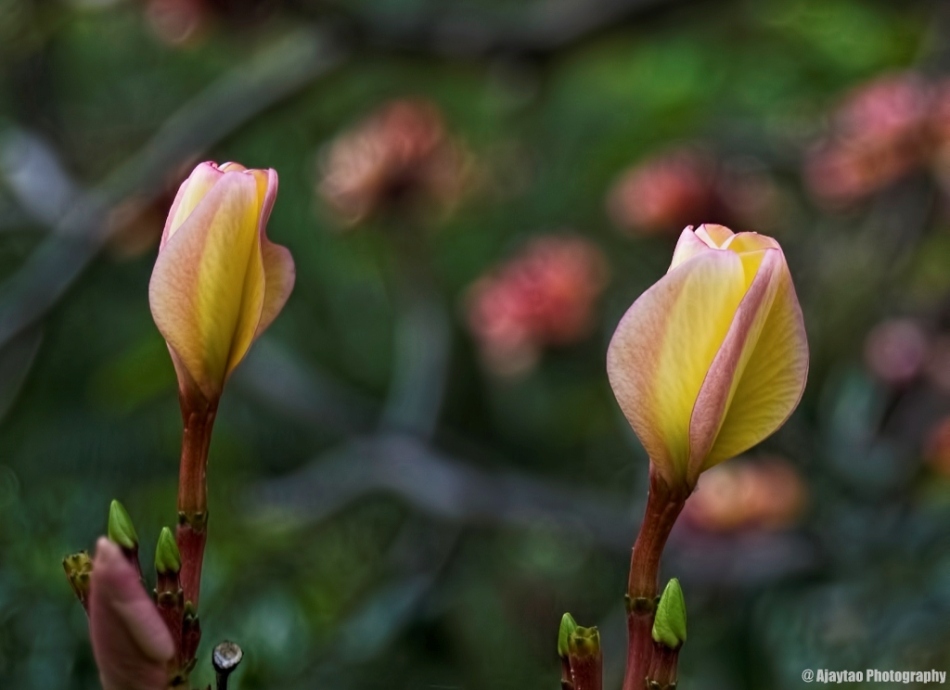 Yellow Pink Frangipani buds - Ajaytao